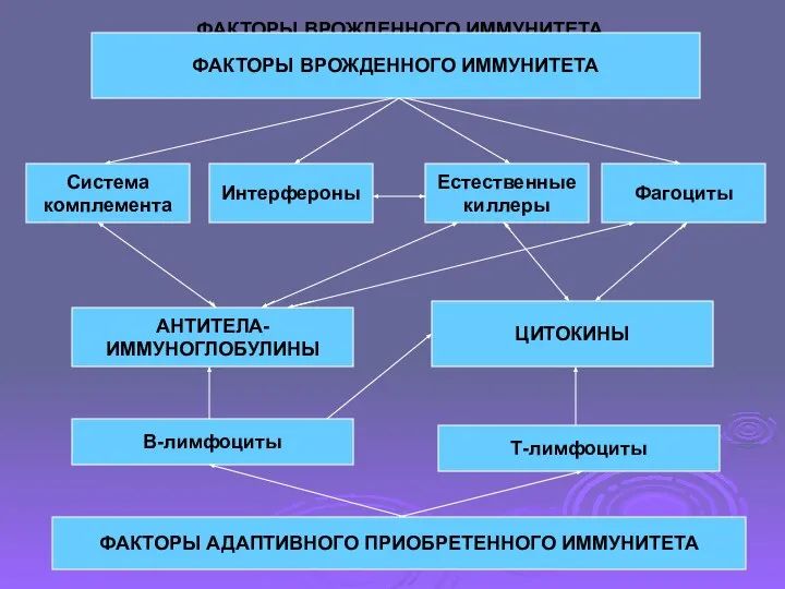 ФАКТОРЫ ВРОЖДЕННОГО ИММУНИТЕТА ФАКТОРЫ ВРОЖДЕННОГО ИММУНИТЕТА ФАКТОРЫ АДАПТИВНОГО ПРИОБРЕТЕННОГО ИММУНИТЕТА В-лимфоциты