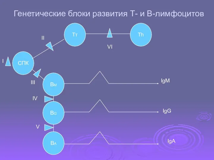 Генетические блоки развития Т- и В-лимфоцитов Тт Тh СПК BМ BG