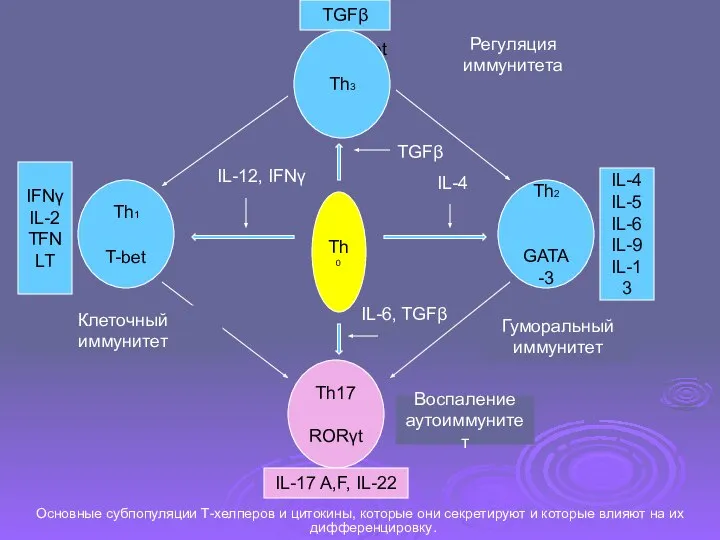 Th1 T-bet Основные субпопуляции Т-хелперов и цитокины, которые они секретируют и