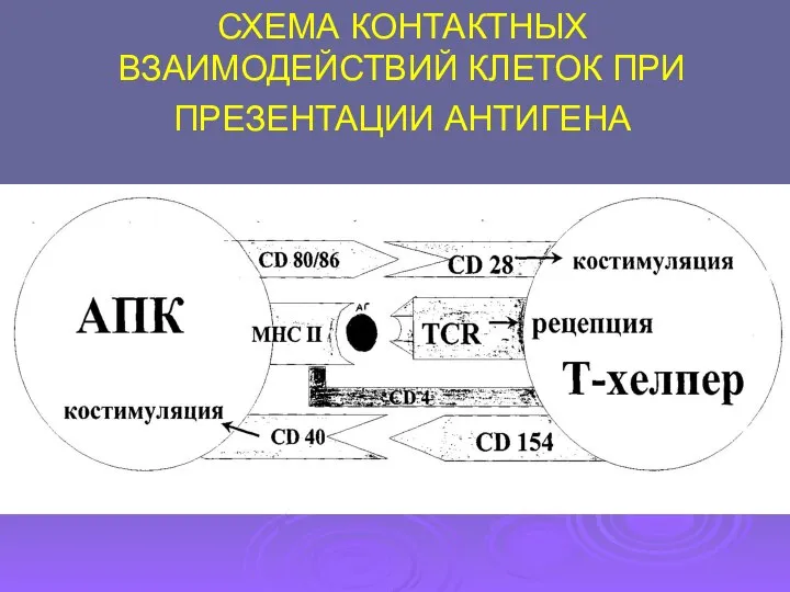 СХЕМА КОНТАКТНЫХ ВЗАИМОДЕЙСТВИЙ КЛЕТОК ПРИ ПРЕЗЕНТАЦИИ АНТИГЕНА