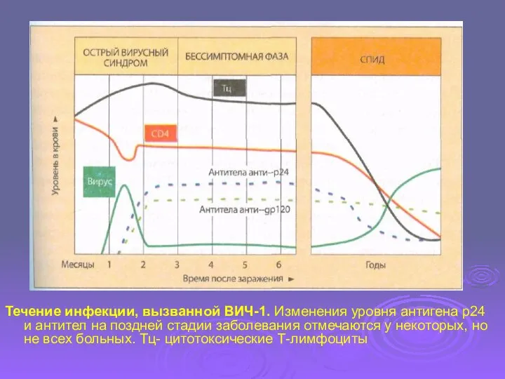 Течение инфекции, вызванной ВИЧ-1. Изменения уровня антигена р24 и антител на