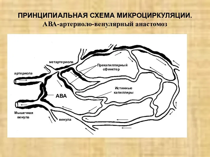 ПРИНЦИПИАЛЬНАЯ СХЕМА МИКРОЦИРКУЛЯЦИИ. АВА-артериоло-венулярный анастомоз артериола Мышечная венула метартериола Прекапиллярный сфинктер Истинные капилляры АВА венула