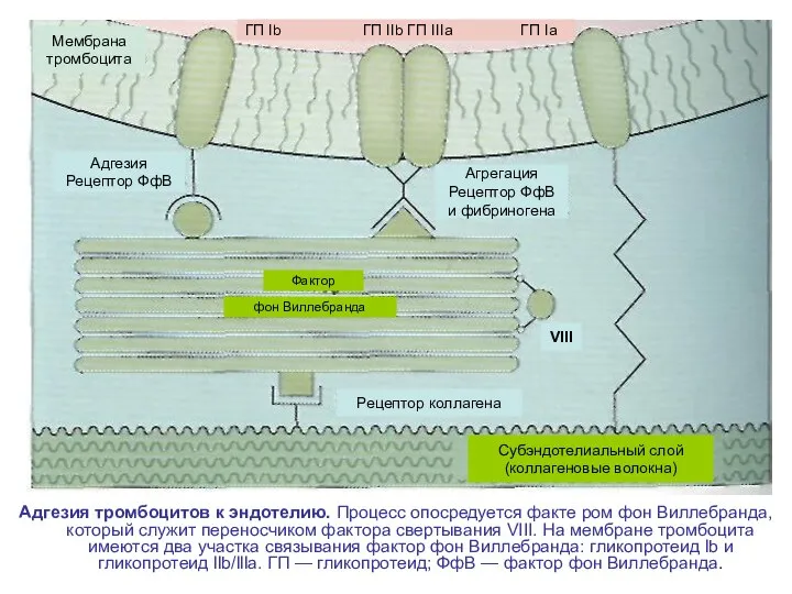 Адгезия тромбоцитов к эндотелию. Процесс опосредуется факте ром фон Виллебранда, который