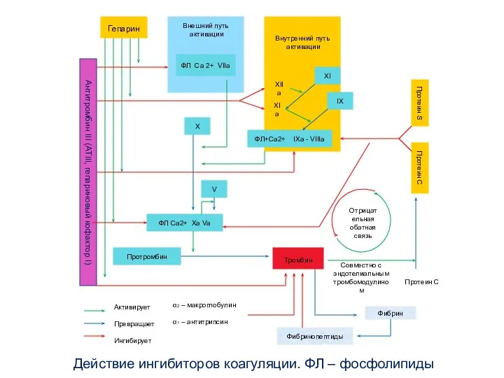 Действие ингибиторов коагуляции. ФЛ – фосфолипиды Гепарин Внутренний путь активации Внешний