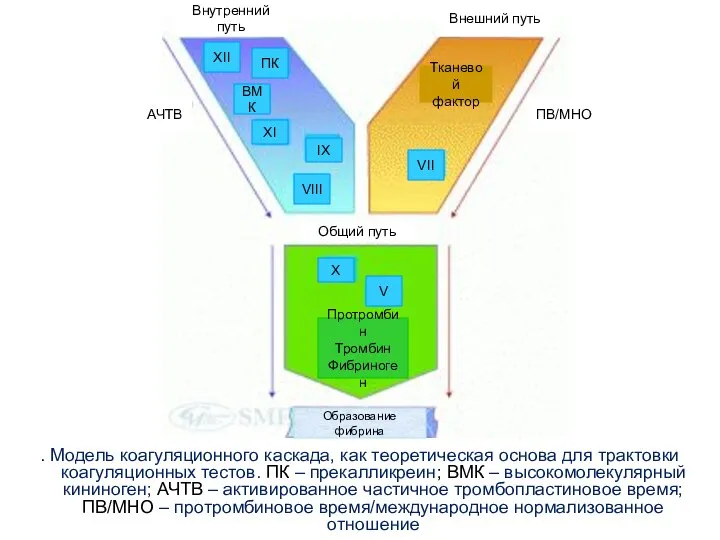 . Модель коагуляционного каскада, как теоретическая основа для трактовки коагуляционных тестов.