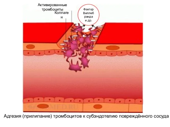 Адгезия (прилипание) тромбоцитов к субэндотелию повреждённого сосуда Активированные тромбоциты Коллаген Фактор Виллебранда и др.