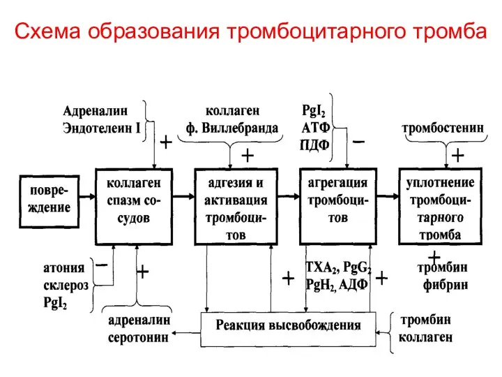 Схема образования тромбоцитарного тромба