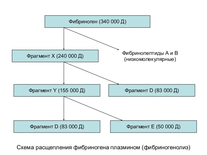 Схема расщепления фибриногена плазмином (фибриногенолиз) Фибриноген (340 000 Д) Фибринопептиды А