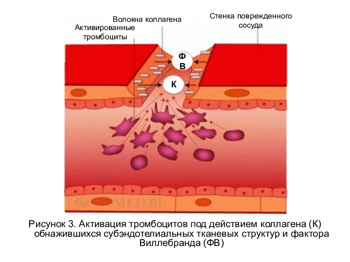 Рисунок 3. Активация тромбоцитов под действием коллагена (К) обнажившихся субэндотелиальных тканевых