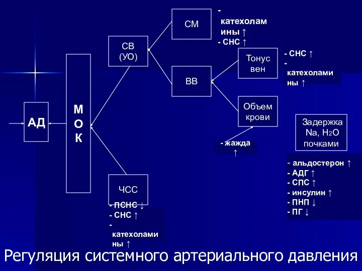 Регуляция системного артериального давления АД М О К СВ (УО) СМ