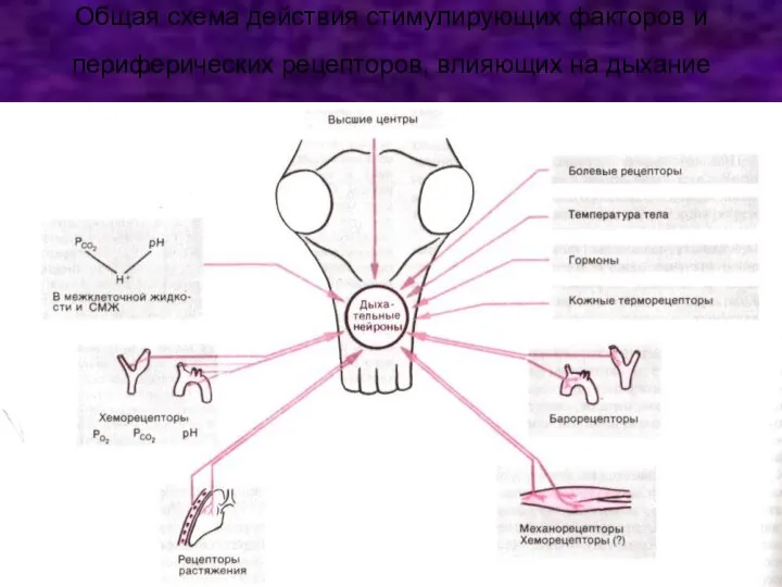 Общая схема действия стимулирующих факторов и периферических рецепторов, влияющих на дыхание