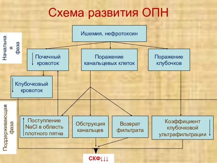 Схема развития ОПН Ишемия, нефротоксин Начальная фаза Поддерживающая фаза Почечный кровоток