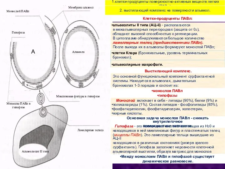 - Альвеолоцит II типа Мембрана альвеол Монослой ПАВл Гипофиза Альвеола Мицеллы