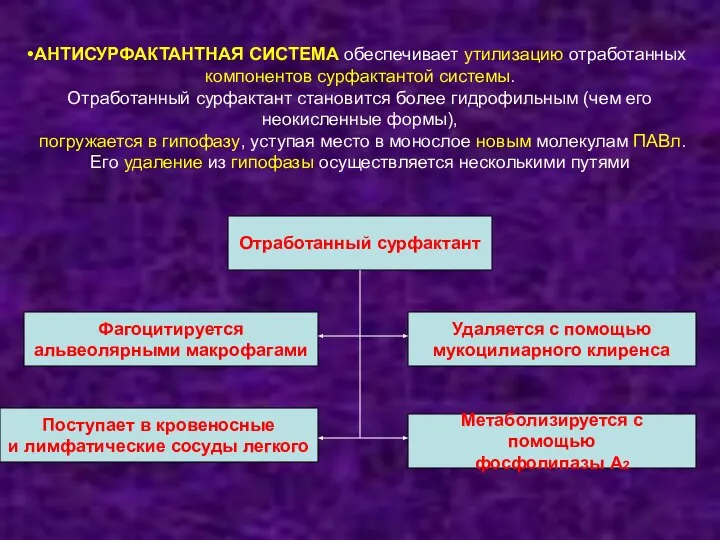 АНТИСУРФАКТАНТНАЯ СИСТЕМА обеспечивает утилизацию отработанных компонентов сурфактантой системы. Отработанный сурфактант становится