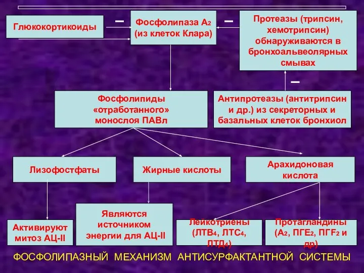 ФОСФОЛИПАЗНЫЙ МЕХАНИЗМ АНТИСУРФАКТАНТНОЙ СИСТЕМЫ Активируют митоз АЦ-II Являются источником энергии для