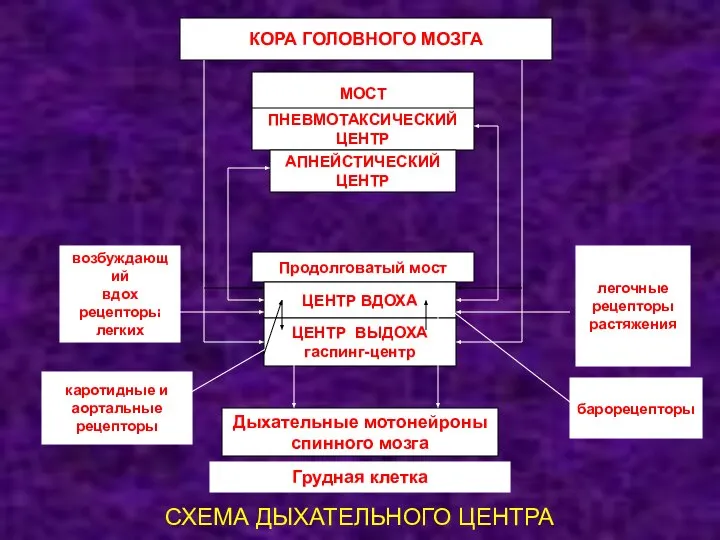 СХЕМА ДЫХАТЕЛЬНОГО ЦЕНТРА КОРА ГОЛОВНОГО МОЗГА Грудная клетка Дыхательные мотонейроны спинного