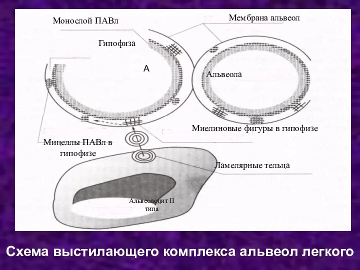 Схема выстилающего комплекса альвеол легкого Альвеолоцит II типа Мембрана альвеол Монослой