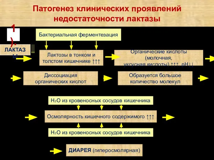 Патогенез клинических проявлений недостаточности лактазы ЛАКТАЗЫ 1). Бактериальная ферментезация Лактозы в