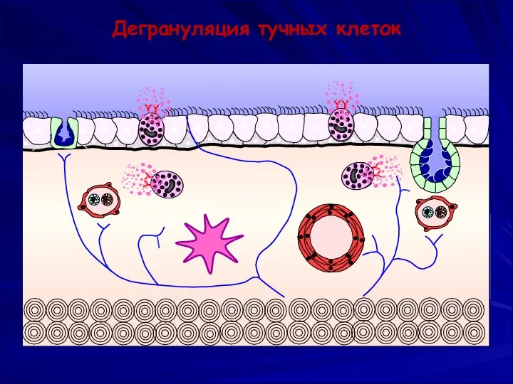 Дегрануляция тучных клеток