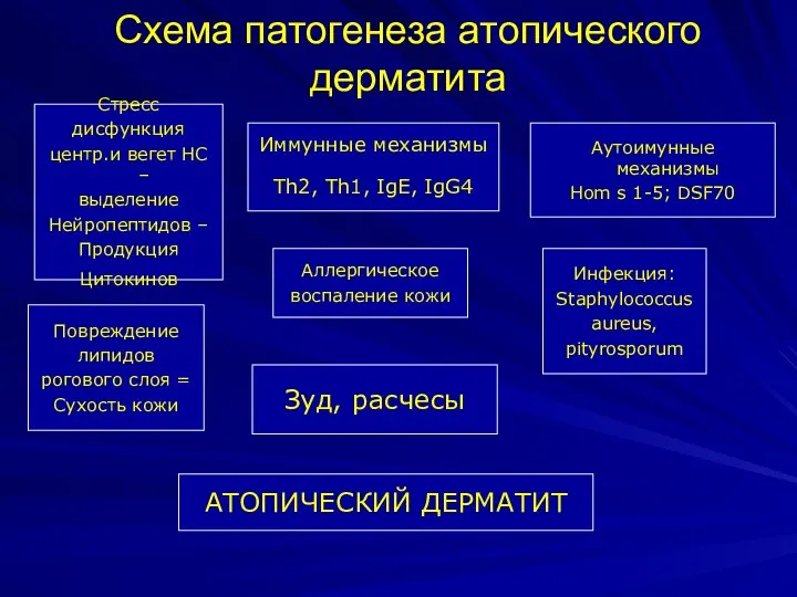 Схема патогенеза атопического дерматита Стресс дисфункция центр.и вегет НС – выделение