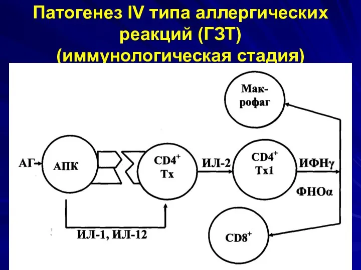 Патогенез IV типа аллергических реакций (ГЗТ) (иммунологическая стадия)