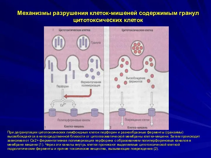 Механизмы разрушения клеток-мишеней содержимым гранул цитотоксических клеток При дегрануляции цитотоксических лимфоидных