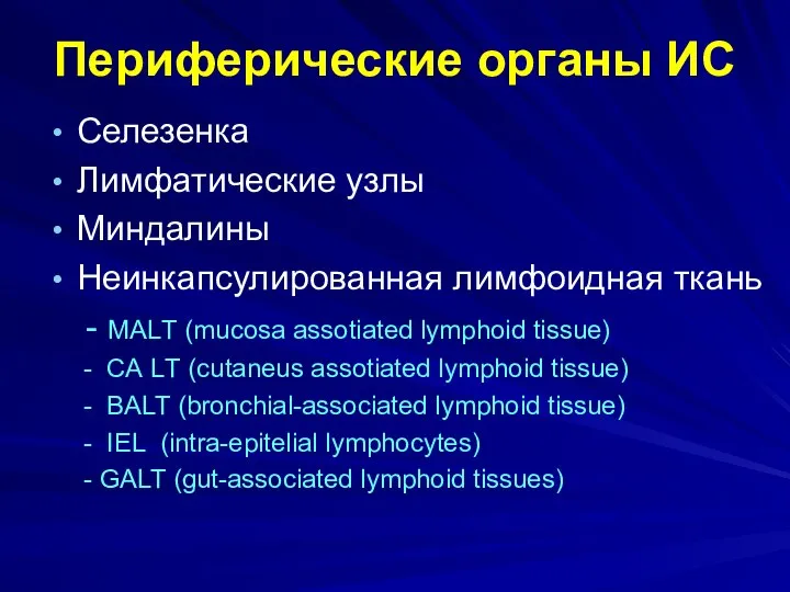 Периферические органы ИС Селезенка Лимфатические узлы Миндалины Неинкапсулированная лимфоидная ткань -