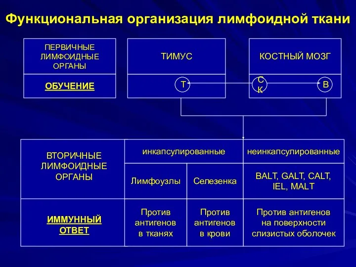 Функциональная организация лимфоидной ткани ПЕРВИЧНЫЕ ЛИМФОИДНЫЕ ОРГАНЫ ВТОРИЧНЫЕ ЛИМФОИДНЫЕ ОРГАНЫ ИММУННЫЙ