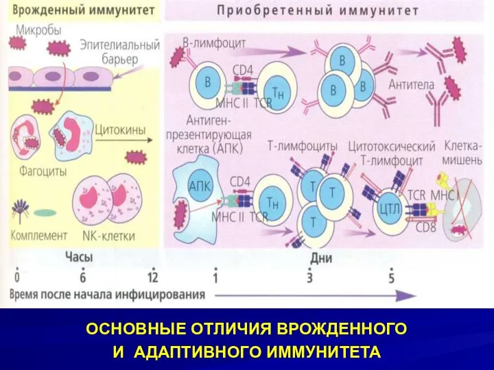 ОСНОВНЫЕ ОТЛИЧИЯ ВРОЖДЕННОГО И АДАПТИВНОГО ИММУНИТЕТА