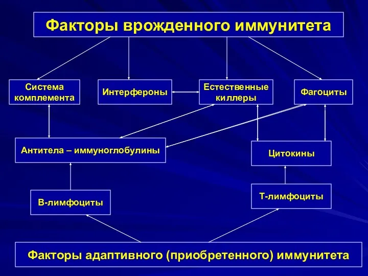 Факторы врожденного иммунитета Фагоциты Система комплемента Естественные киллеры Антитела – иммуноглобулины