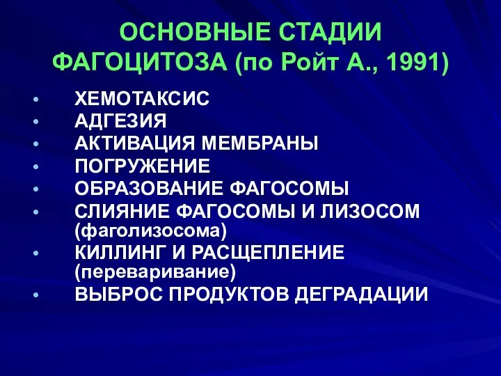 ОСНОВНЫЕ СТАДИИ ФАГОЦИТОЗА (по Ройт А., 1991) ХЕМОТАКСИС АДГЕЗИЯ АКТИВАЦИЯ МЕМБРАНЫ