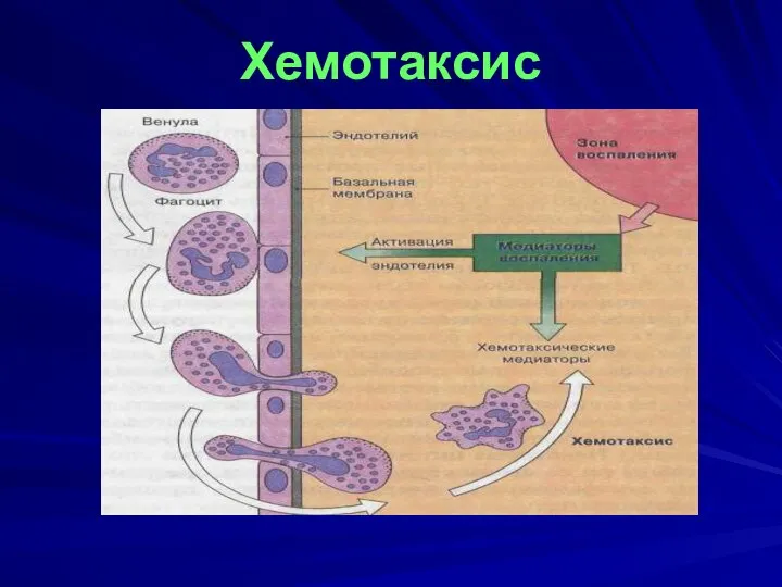 Хемотаксис