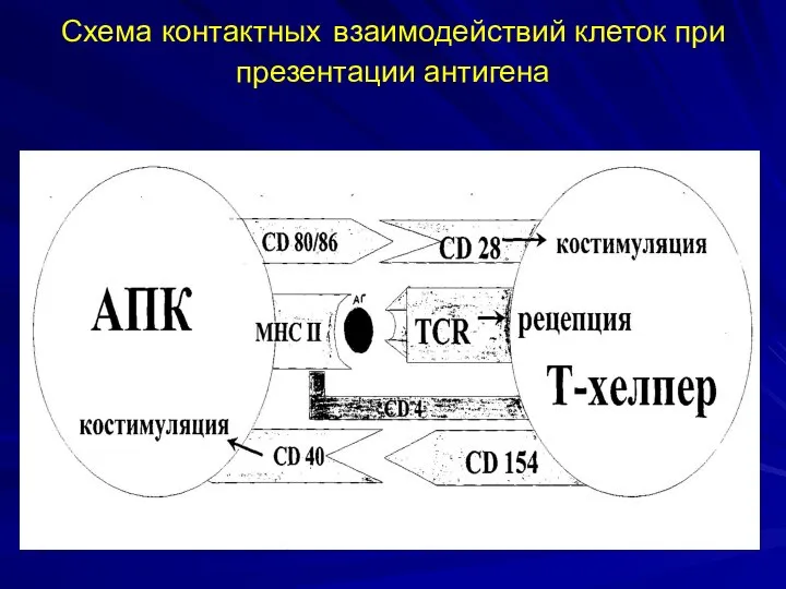 Схема контактных взаимодействий клеток при презентации антигена