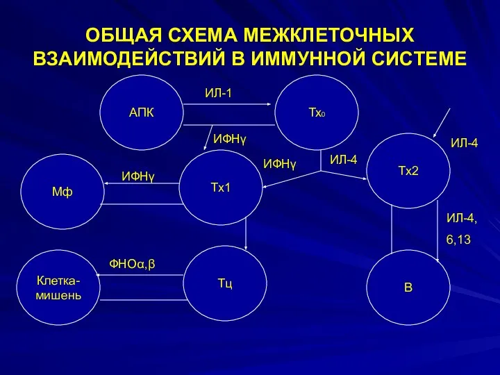 ОБЩАЯ СХЕМА МЕЖКЛЕТОЧНЫХ ВЗАИМОДЕЙСТВИЙ В ИММУННОЙ СИСТЕМЕ АПК Тх0 Мф Тх1