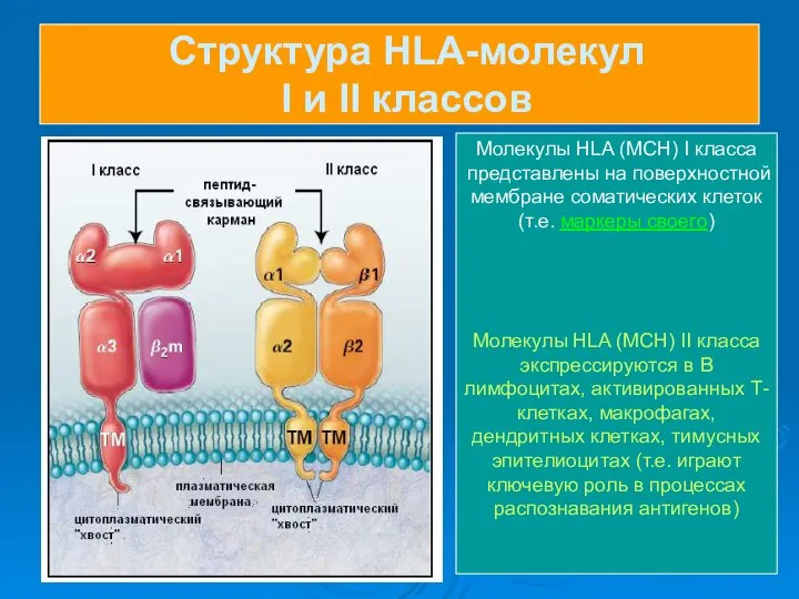 Структура HLA-молекул I и II классов Молекулы HLA (MCH) I класса