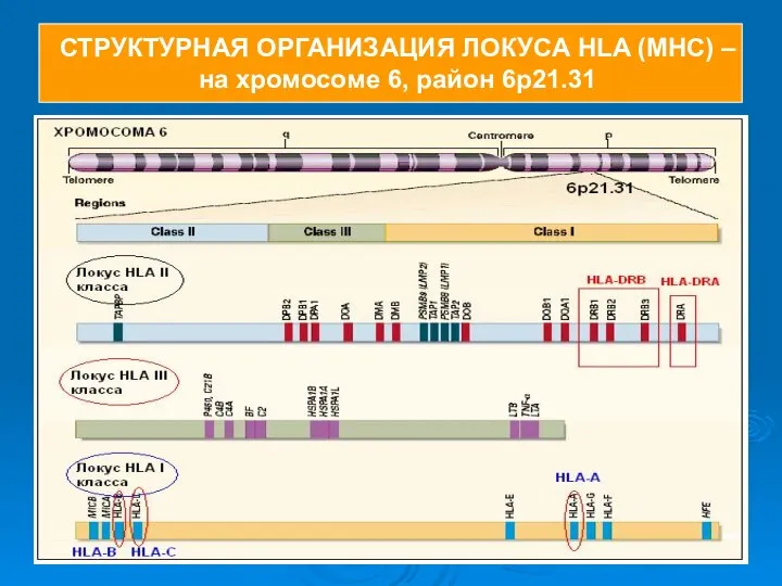 СТРУКТУРНАЯ ОРГАНИЗАЦИЯ ЛОКУСА HLA (MHC) – на хромосоме 6, район 6p21.31