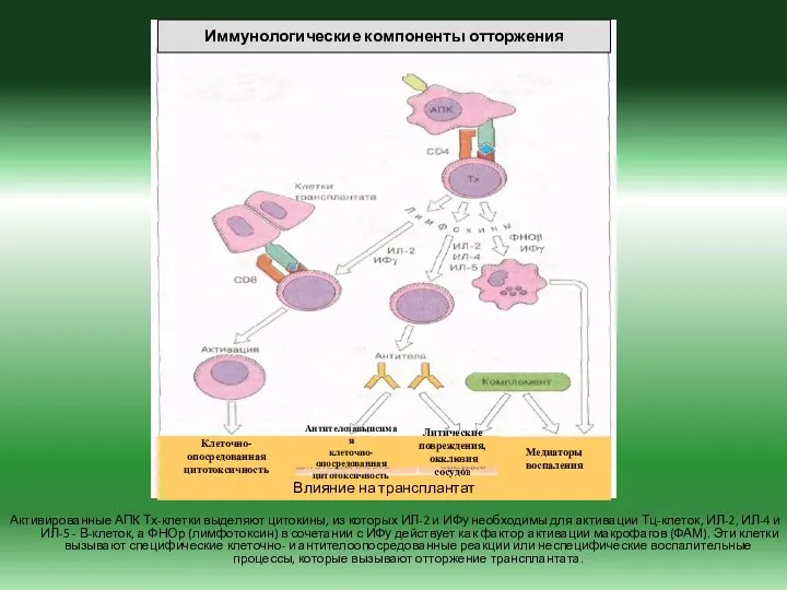 Активированные АПК Тх-клетки выделяют цитокины, из которых ИЛ-2 и ИФу необходимы
