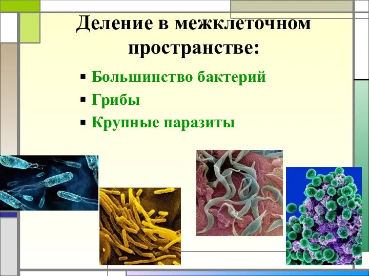 Деление в межклеточном пространстве: Большинство бактерий Грибы Крупные паразиты