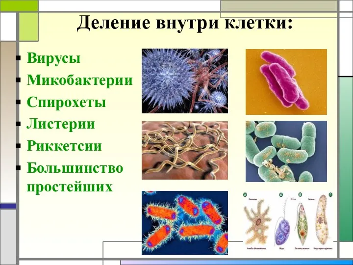 Деление внутри клетки: Вирусы Микобактерии Спирохеты Листерии Риккетсии Большинство простейших