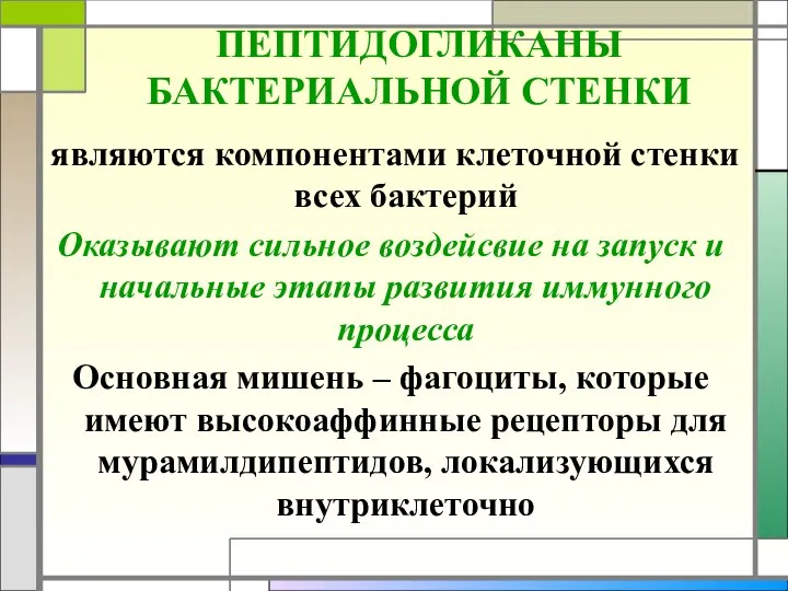 ПЕПТИДОГЛИКАНЫ БАКТЕРИАЛЬНОЙ СТЕНКИ являются компонентами клеточной стенки всех бактерий Оказывают сильное