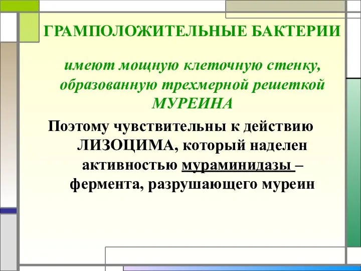 ГРАМПОЛОЖИТЕЛЬНЫЕ БАКТЕРИИ имеют мощную клеточную стенку, образованную трехмерной решеткой МУРЕИНА Поэтому