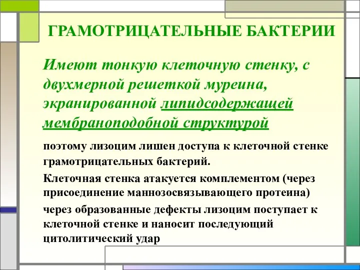 ГРАМОТРИЦАТЕЛЬНЫЕ БАКТЕРИИ Имеют тонкую клеточную стенку, с двухмерной решеткой муреина, экранированной