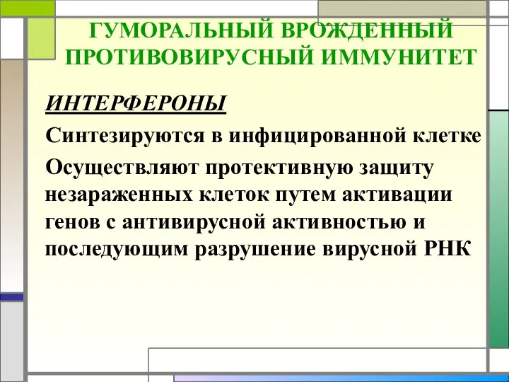 ГУМОРАЛЬНЫЙ ВРОЖДЕННЫЙ ПРОТИВОВИРУСНЫЙ ИММУНИТЕТ ИНТЕРФЕРОНЫ Синтезируются в инфицированной клетке Осуществляют протективную