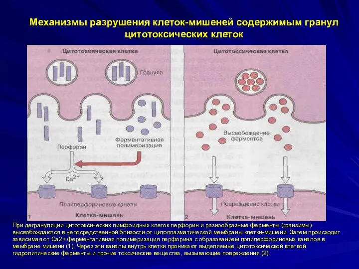 Механизмы разрушения клеток-мишеней содержимым гранул цитотоксических клеток При дегрануляции цитотоксических лимфоидных