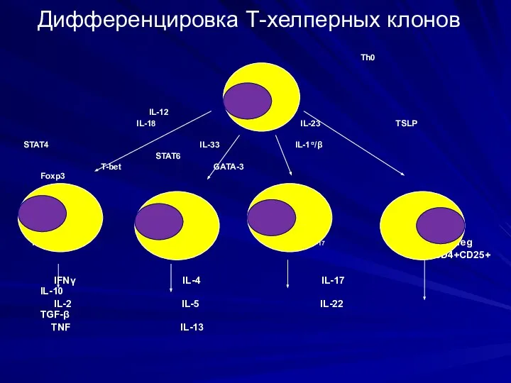 Дифференцировка Т-хелперных клонов Th0 IL-12 IL-4 IL-18 TSLP IL-23 TSLP STAT4