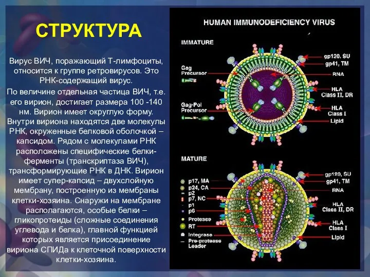 Вирус ВИЧ, поражающий Т-лимфоциты, относится к группе ретровирусов. Это РНК-содержащий вирус.