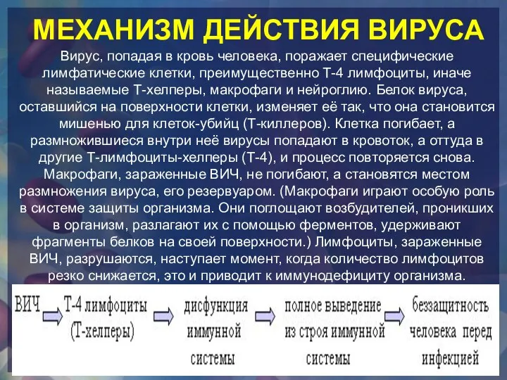 Вирус, попадая в кровь человека, поражает специфические лимфатические клетки, преимущественно Т-4