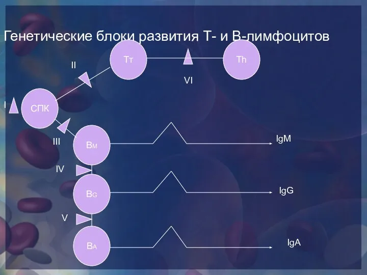 Генетические блоки развития Т- и В-лимфоцитов Тт Тh СПК BМ BG