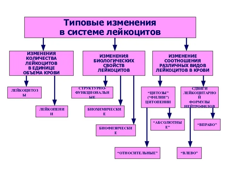 Типовые изменения в системе лейкоцитов ИЗМЕНЕНИЕ СООТНОШЕНИЯ РАЗЛИЧНЫХ ВИДОВ ЛЕЙКОЦИТОВ В