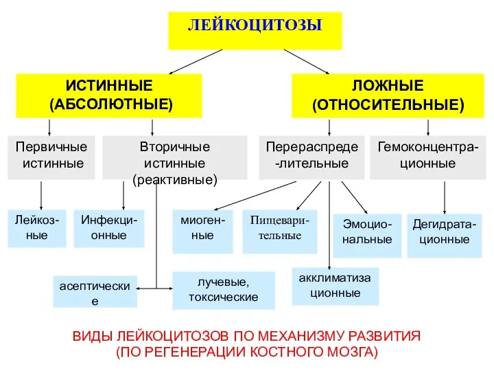 ВИДЫ ЛЕЙКОЦИТОЗОВ ПО МЕХАНИЗМУ РАЗВИТИЯ (ПО РЕГЕНЕРАЦИИ КОСТНОГО МОЗГА) ИСТИННЫЕ (АБСОЛЮТНЫЕ)